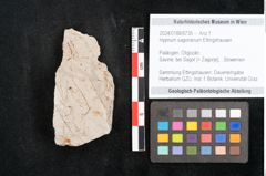 Foto (Objekt + Etikett) von Hypnum sagorianum Ettingshausen (NHMW-GEO-2024-0188-6735)